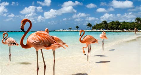 Bonaire vakantie 2024 : de beste deals, bezienswaardigheden en tips!