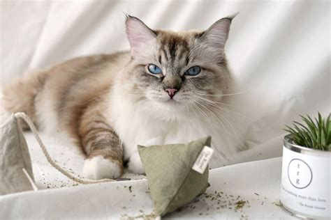 10 of Our Favorite Catnip Toys for Cats