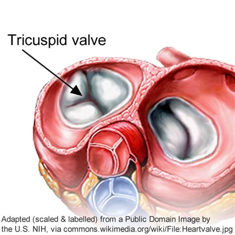 Tricuspid Valve (Heart)