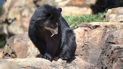 Nashville Zoo's Andean bear exhibit: Get a first look