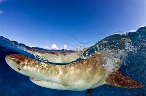 Lemon shark in the Bahamas...Selmeczi Daniel Fishing Photography, Wildlife Photography, Types Of ...