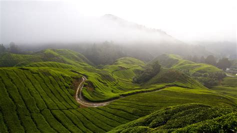 Cameron Highlands, Malaysia UHD 4K Wallpaper - Pixelz.cc