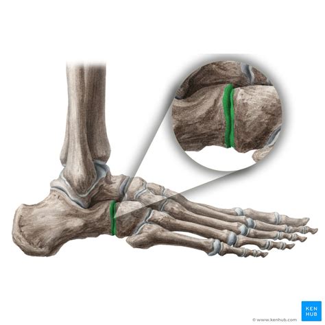 Transverse tarsal joint: Bones, ligaments, movements | Kenhub