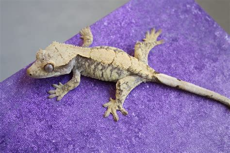 The Complete Crested Gecko Care Guide | by Hunter Byrd | Medium