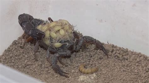 Scorpion venom 'fetches $10 million a litre', but is it a fool's gold ...