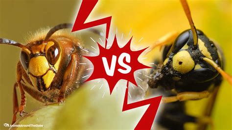 Hornet vs. Wasp - Animals Around The Globe