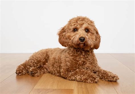 Maltipoo Vs Cavapoo Differences - Which One Is Better? - Animals Comparison