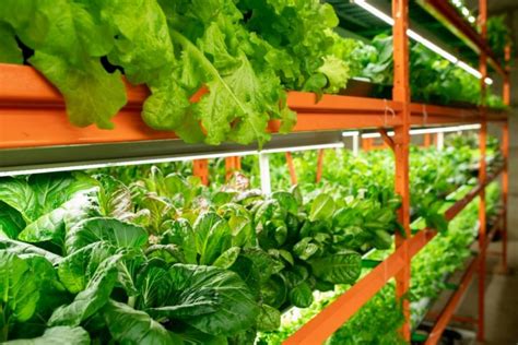 Vertical Farming - How To Start Vertical Farms At Home