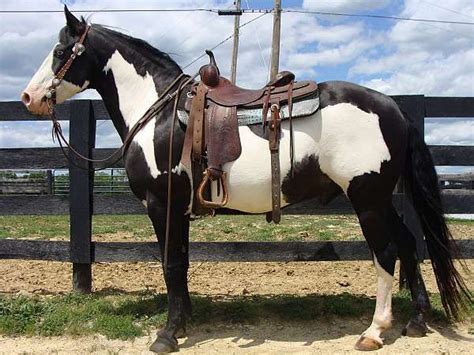 Loud Colored Overo Black and White Spotted Saddle Gelding, Smooth in ...