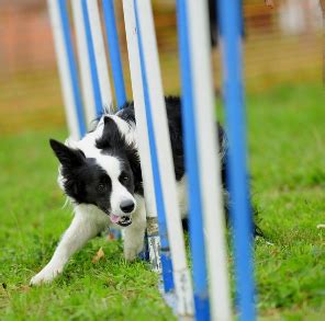 Top 10 Dog Agility Breeds