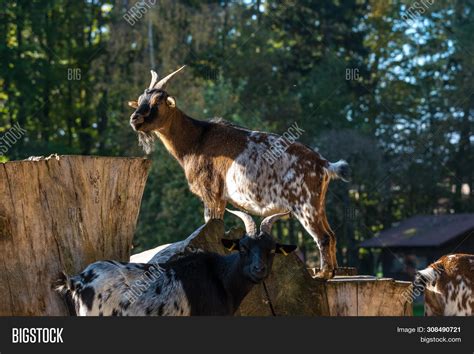 Domestic Goat, Capra Image & Photo (Free Trial) | Bigstock