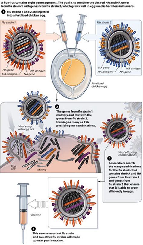 Afluria Quadrivalent for Prevention of Infection from Influenza Virus ...