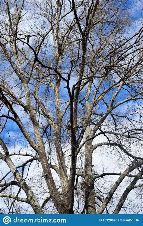 Barren Trees at Winter Time Stock Image - Image of empty, barren: 139289987