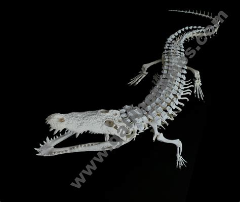 Crocodilus niloticus Nile Crocodile Skeleton 1 « Galileo Ramos – Art with Skeletons