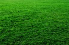 Grünes Gras Kostenloses Stock Bild - Public Domain Pictures