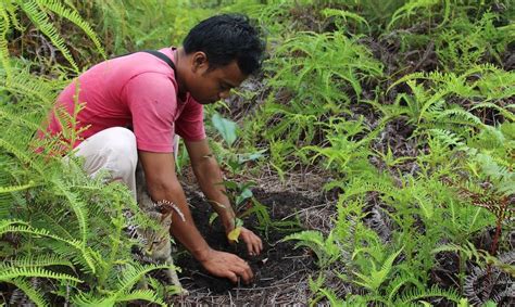 Forest restoration is on the rise, but how we go about it is crucial