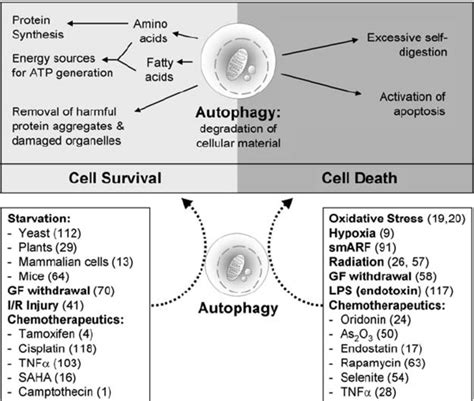 Dual role of autophagy in cell survival and cell death . Autophagic... | Download Scientific Diagram