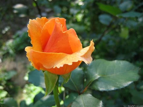 'Just Joey' Rose