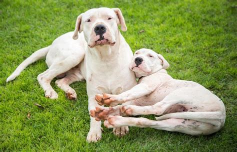 Dogo Argentino Breed Facts, Temperament, and Care | LoveToKnow Pets