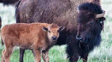 Montana prairie bison herd now 3rd largest in U.S. | Outdoors | billingsgazette.com