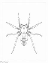Wolf Spider coloring Page sketch template