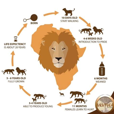 Lion Life Cycle Diagramsexiezpix Web Porn