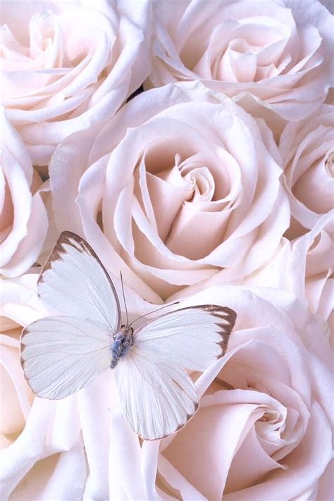 White butterfly | Flower phone wallpaper, Butterfly wallpaper iphone ...