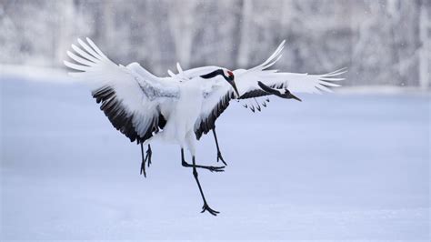 Red-Crowned Crane - Hokkaido Japan