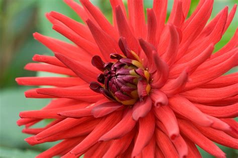 Eight Red Dahlias to Grow - gardenersworld.com