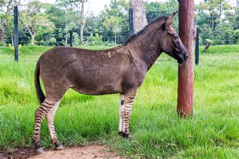 Zonkey - Facts and Beyond | Biology Dictionary