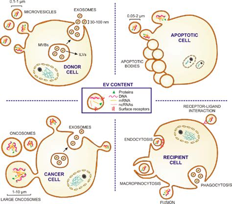 Extracellular vesicles: types, sizes, content, biogenesis and uptake.... | Download Scientific ...