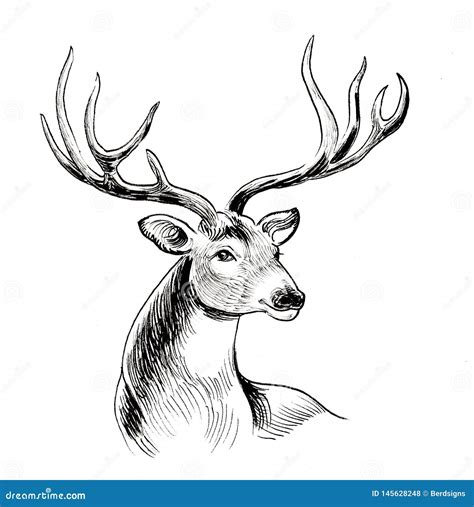 Deer stag stock illustration. Illustration of animal - 145628248