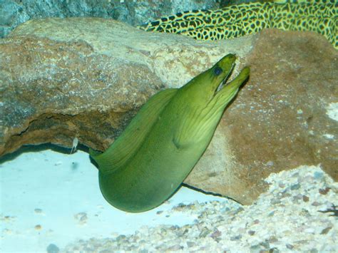 The Online Zoo - Green Moray Eel