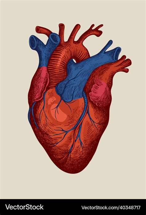 Detailed drawing of a human heart in retro style Vector Image