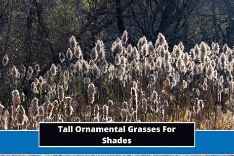 17 Best Tall Ornamental Grasses For Shades