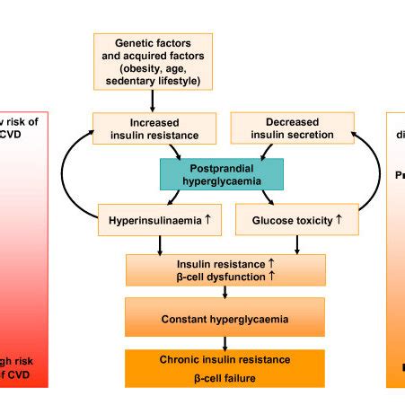 The role of postprandial hyperglycaemia in the development of type 2... | Download Scientific ...