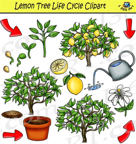 Lemon Tree Life Cycle Clipart Set Download - Clipart 4 School - DaftSex HD