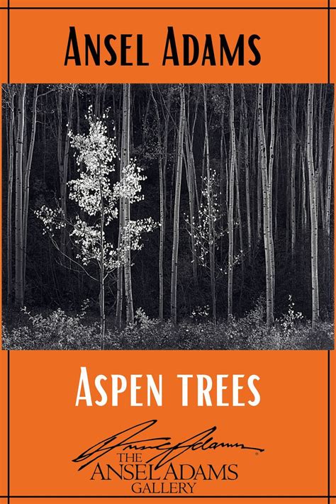 Aspens, Northern New Mexico (H) in 2021 | Ansel adams, Aspen trees, Aspen trees photography