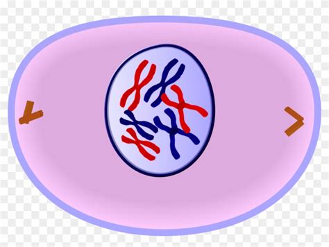 Early Prophase Of Mitosis - Cell Prophase - Free Transparent PNG ...