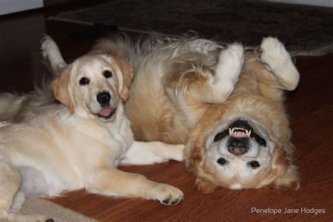 "Golden Retrievers playing" by camuka | Redbubble