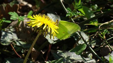 Brimstone Butterfly | BirdForum