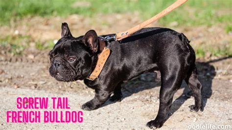 Do French Bulldogs Have Tails? - Oodle Life