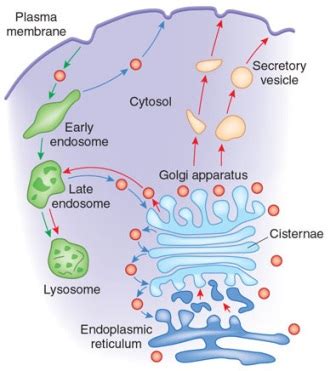 Golgi apparatus: Sorting centre of the cell ~ Biology Exams 4 U