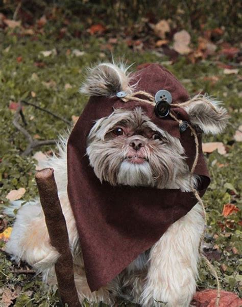 60 Funny Dog Halloween Costumes for the Silliest Pup You Know | Dog ...