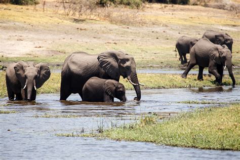 Botswana Wildlife