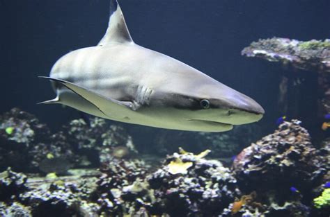 Glow In The Dark Sharks Discovered, And They’re Huge | GIANT FREAKIN ROBOT