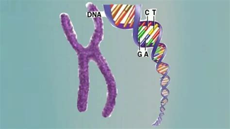 Genetic Mutations | Curious.com