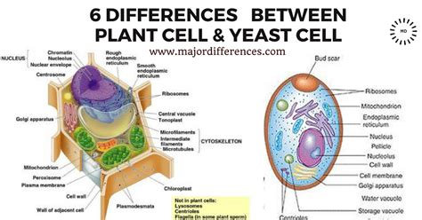 How is plant cell different from yeast cell? See the simplified point ...