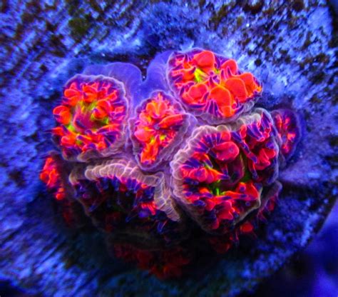 WWC Rainbow Blasto Colony | REEF2REEF Saltwater and Reef Aquarium Forum