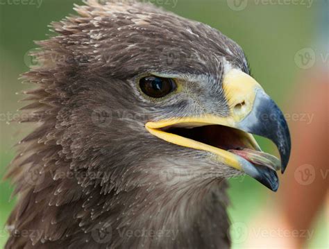 Golden eagle close up 23341371 Stock Photo at Vecteezy